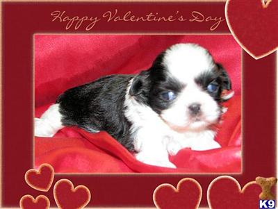 Puppies in KY